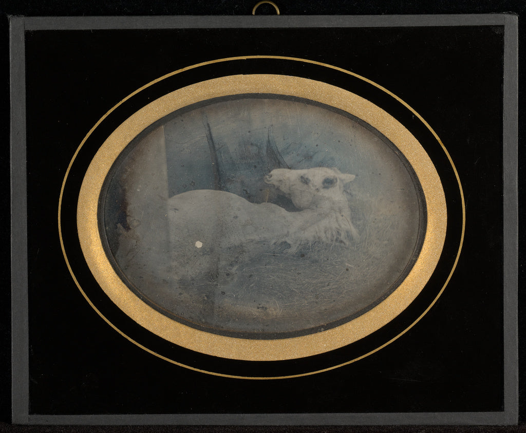 Jean-Gabriel Eynard:[Study of a white foal], Poster Print Wall Art