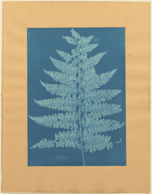 Anna Atkins:Ceylon/Fern,16x12"(A3)Poster