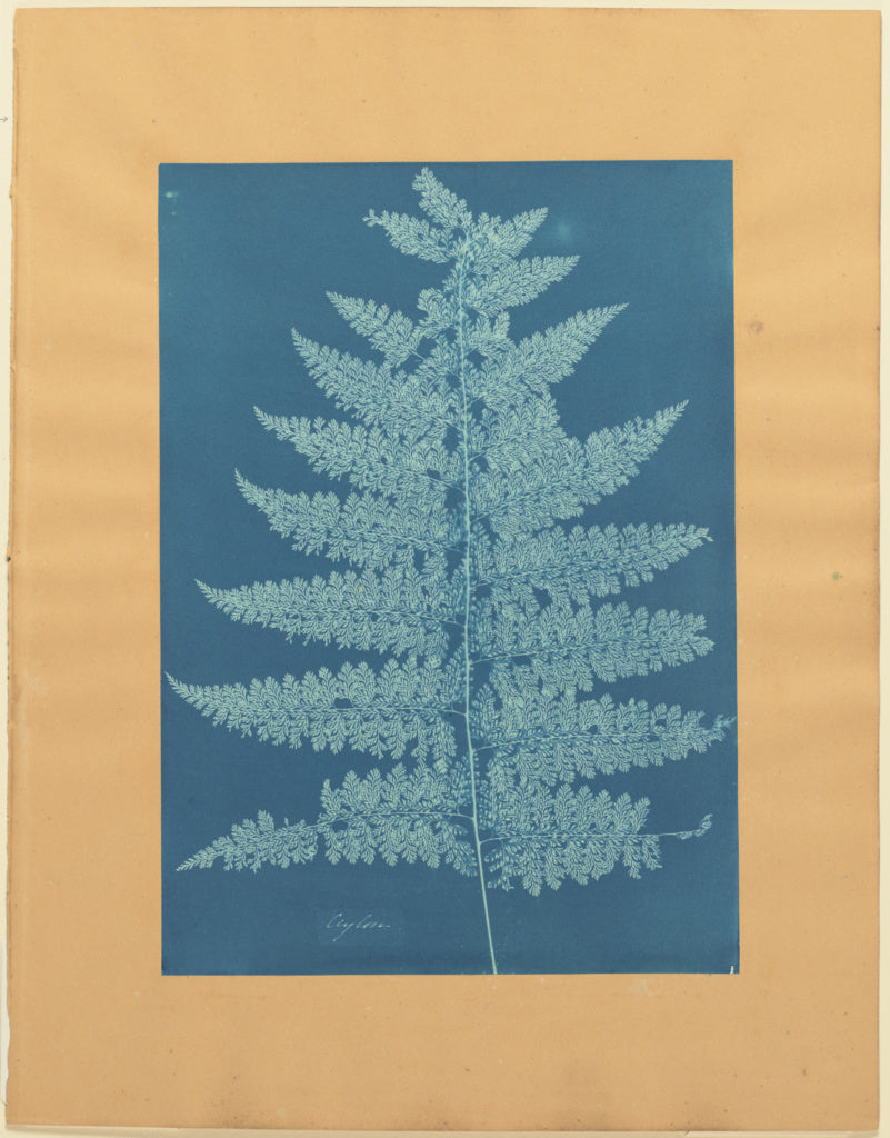 Anna Atkins:Ceylon/Fern,16x12"(A3)Poster