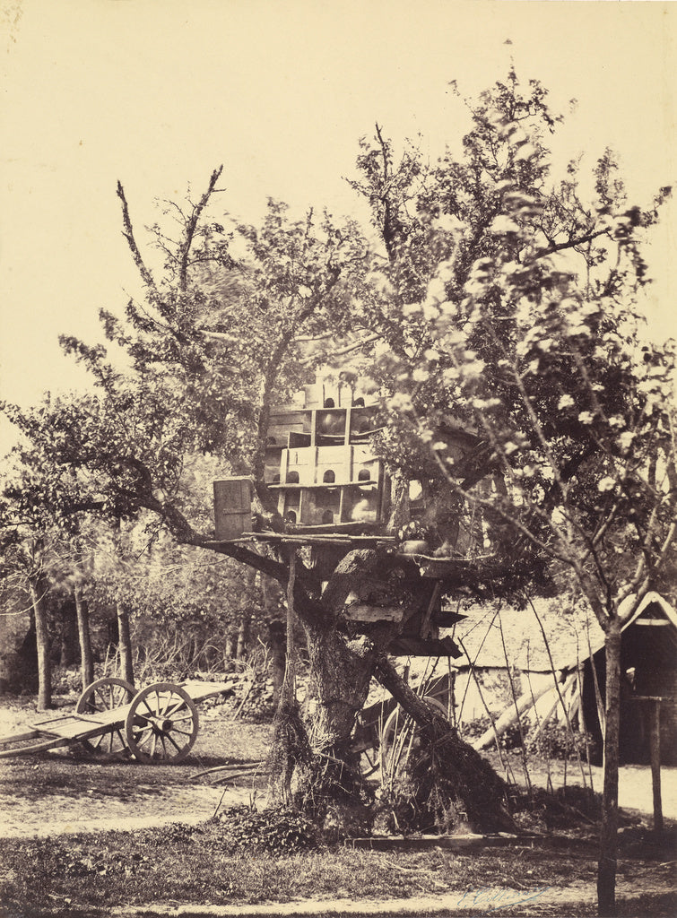 Eugène Colliau:[Pigeon House in Tree], Poster Print Wall Art