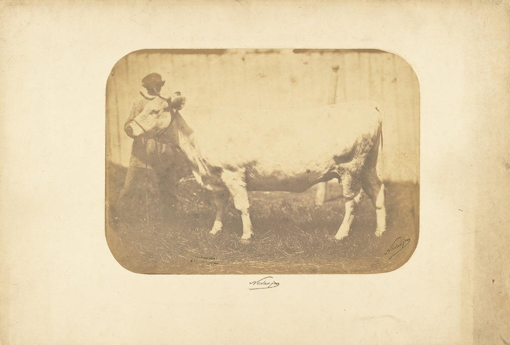 Adrien Alban Tournachon:[Study for "Les Races Bovines"], Poster Print Wall Art