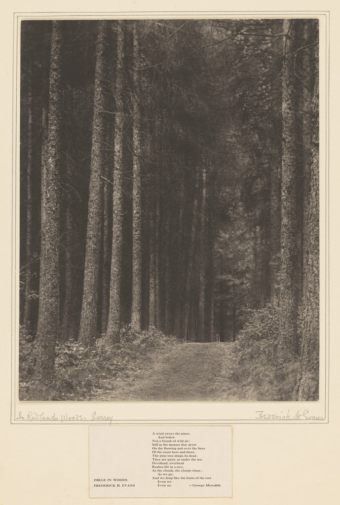 Frederick H. Evans:[In Redlands Woods, Surrey], Poster Print Wall Art