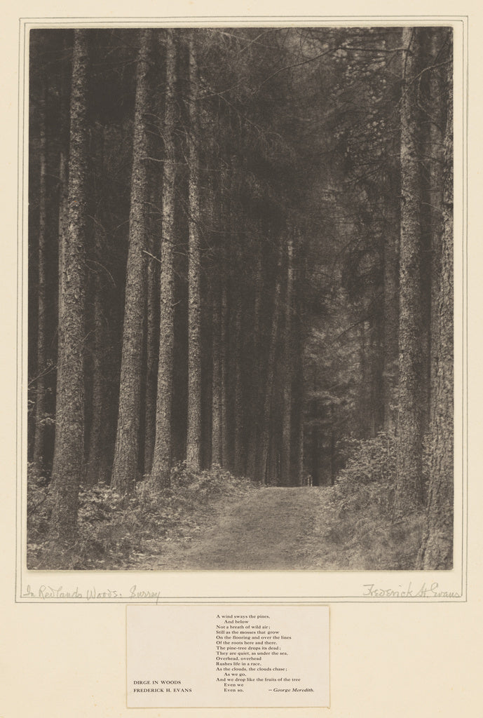 Frederick H. Evans:[In Redlands Woods, Surrey],16x12