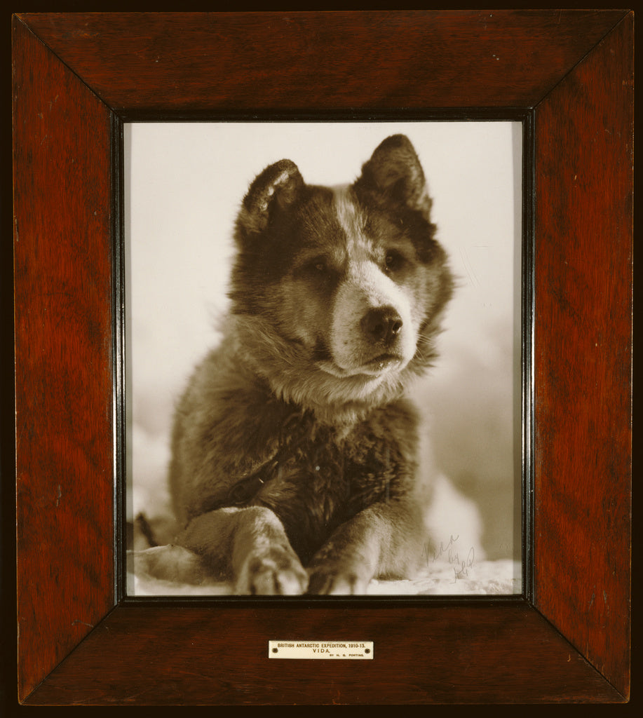 Herbert G. Ponting:"Vida", one of the best of the dogs used , Poster Print Wall Art