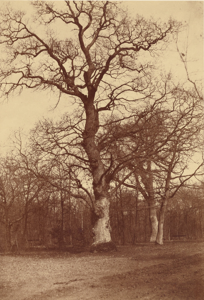 Comte Olympe Aguado:Study of Trees, Bois de Boulogne,16x12