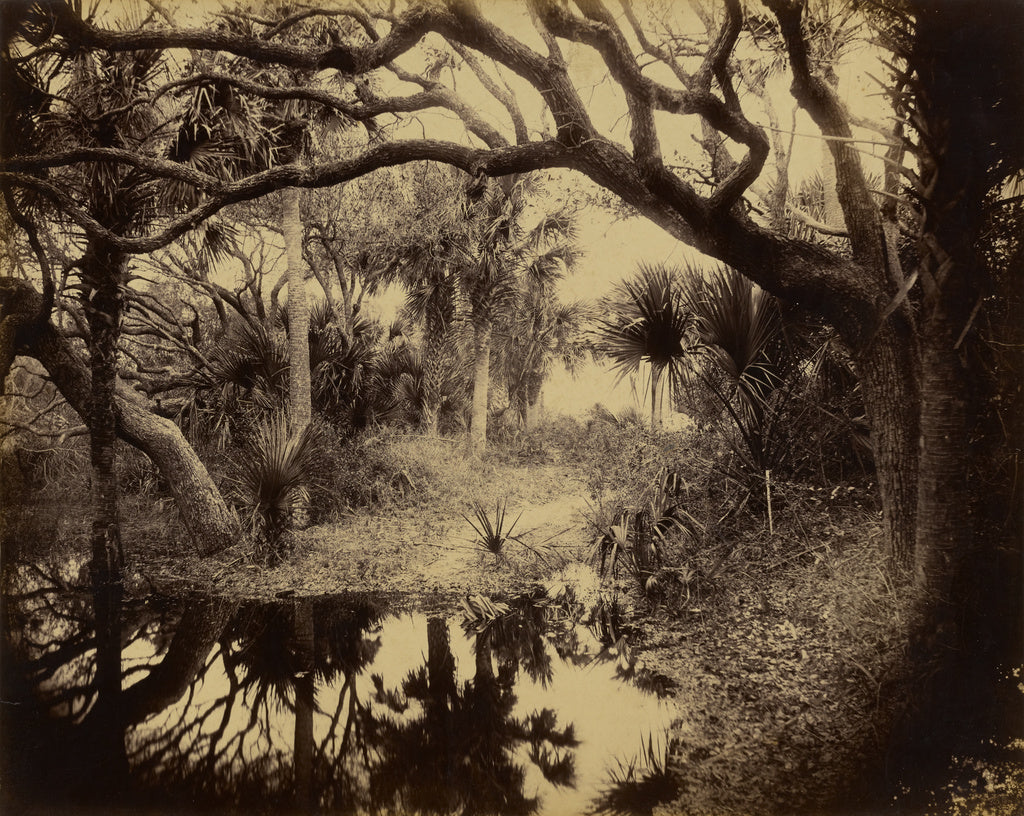 George Barker:[Live Oaks and Palmetto, Everglades, Florida], Poster Print Wall Art
