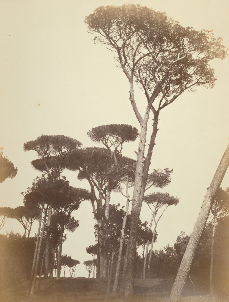 Robert Macpherson:[Pines in the Borghese Garden, Rome], Poster Print Wall Art