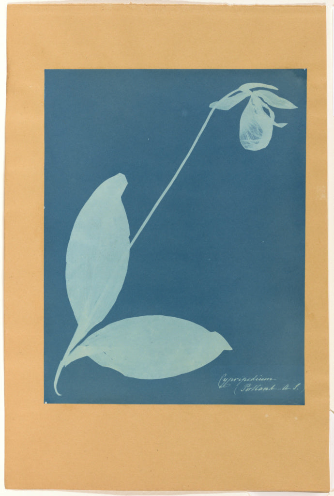 Anna Atkins:Cypripedium,16x12"(A3)Poster