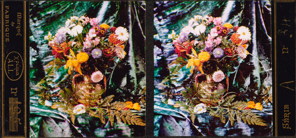 Lumière Brothers:[Still life of flowers and ferns], Poster Print Wall Art