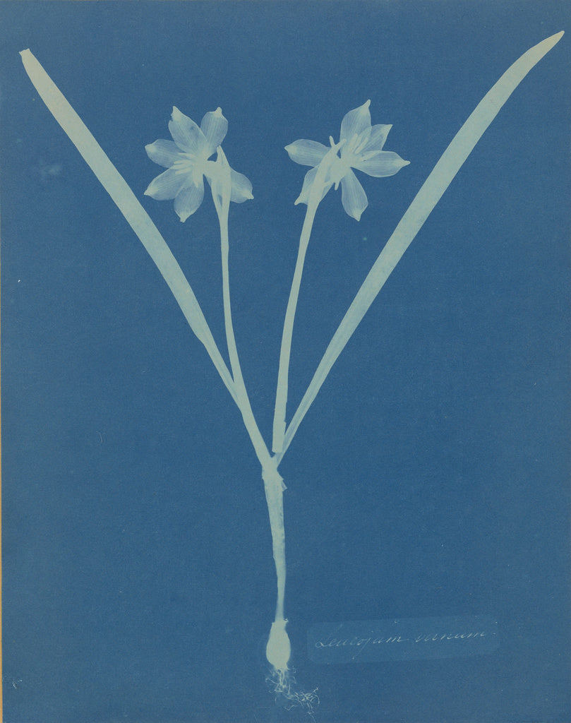 Anna Atkins:Leucojam Varium,16x12"(A3)Poster