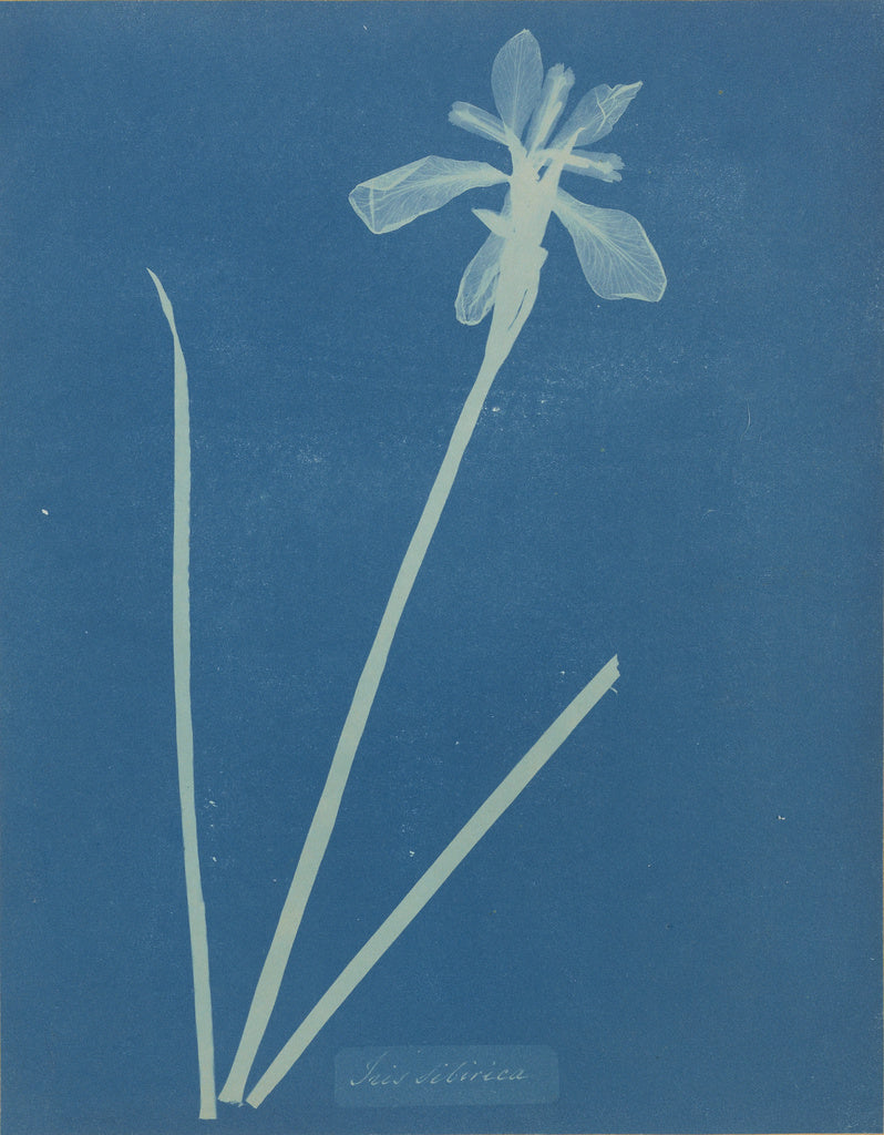 Anna Atkins:Iris Sibirica,16x12"(A3)Poster