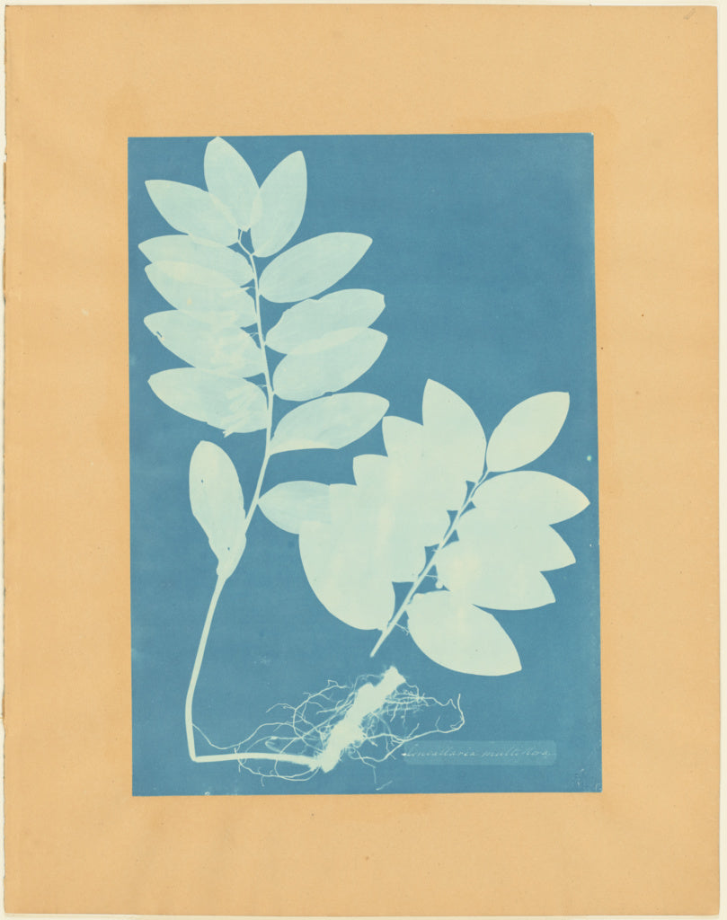 Anna Atkins:Convalaria Multiflora,16x12"(A3)Poster