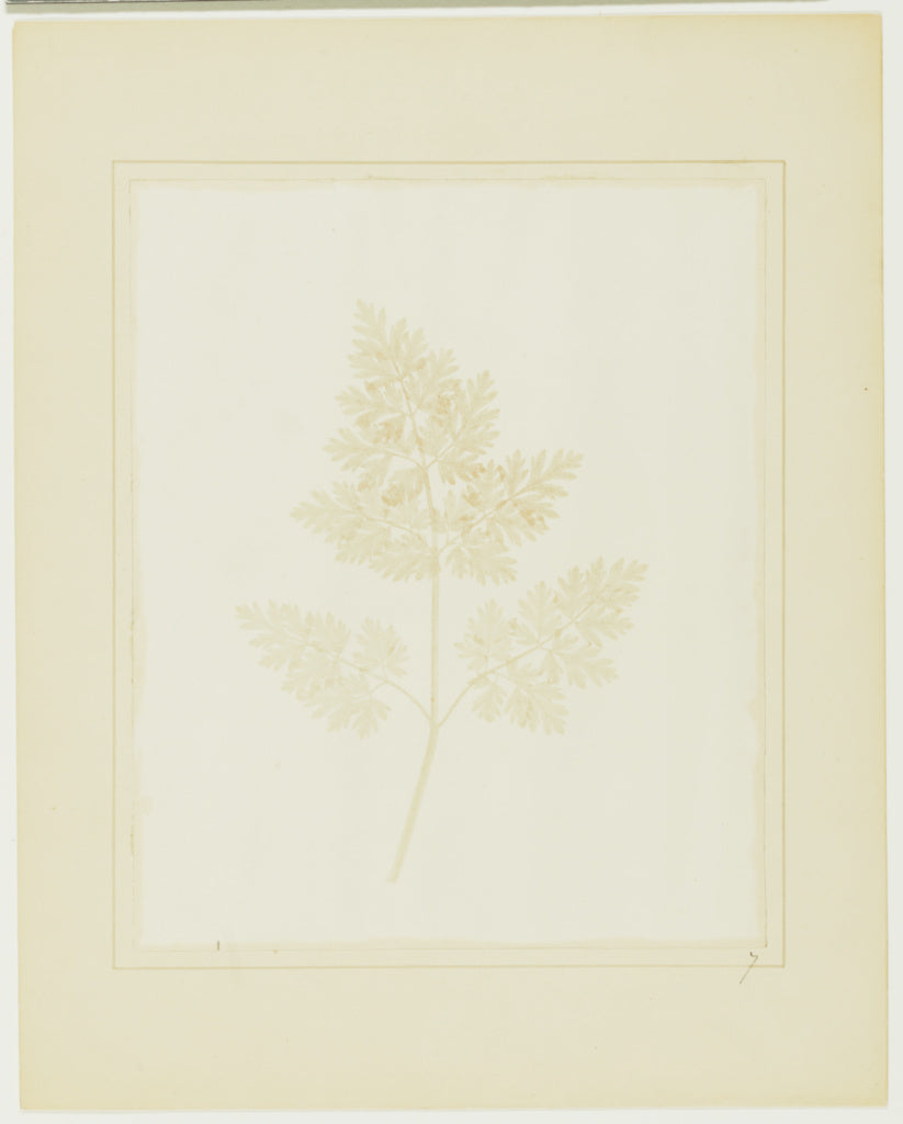 William Henry Fox Talbot:[Leaf of a Plant], Poster Print Wall Art
