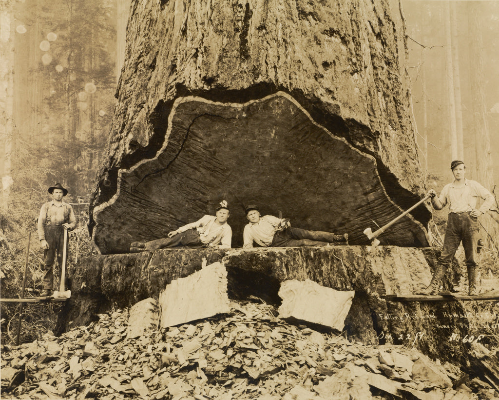 Darius Kinsey:Falling Redwood, Humboldt County, California, Poster Print Wall Art