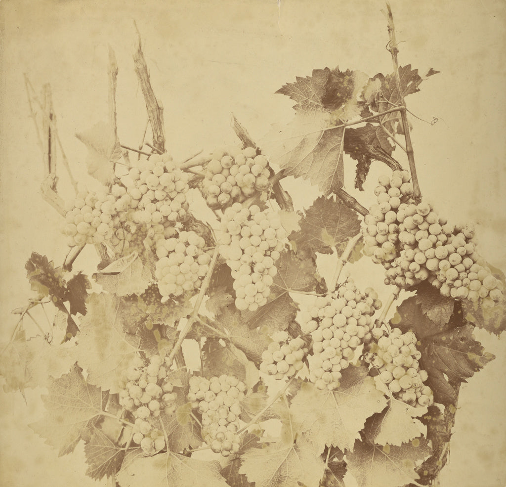 Adolphe Braun:[Grapes], Poster Print Wall Art