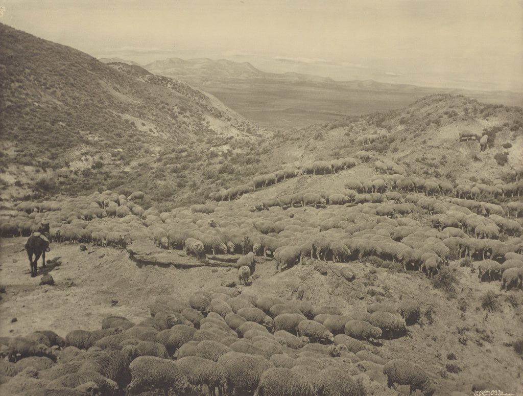 Laton Alton Huffman:[Hot sheep in the Powder River badlands , Poster Print Wall Art
