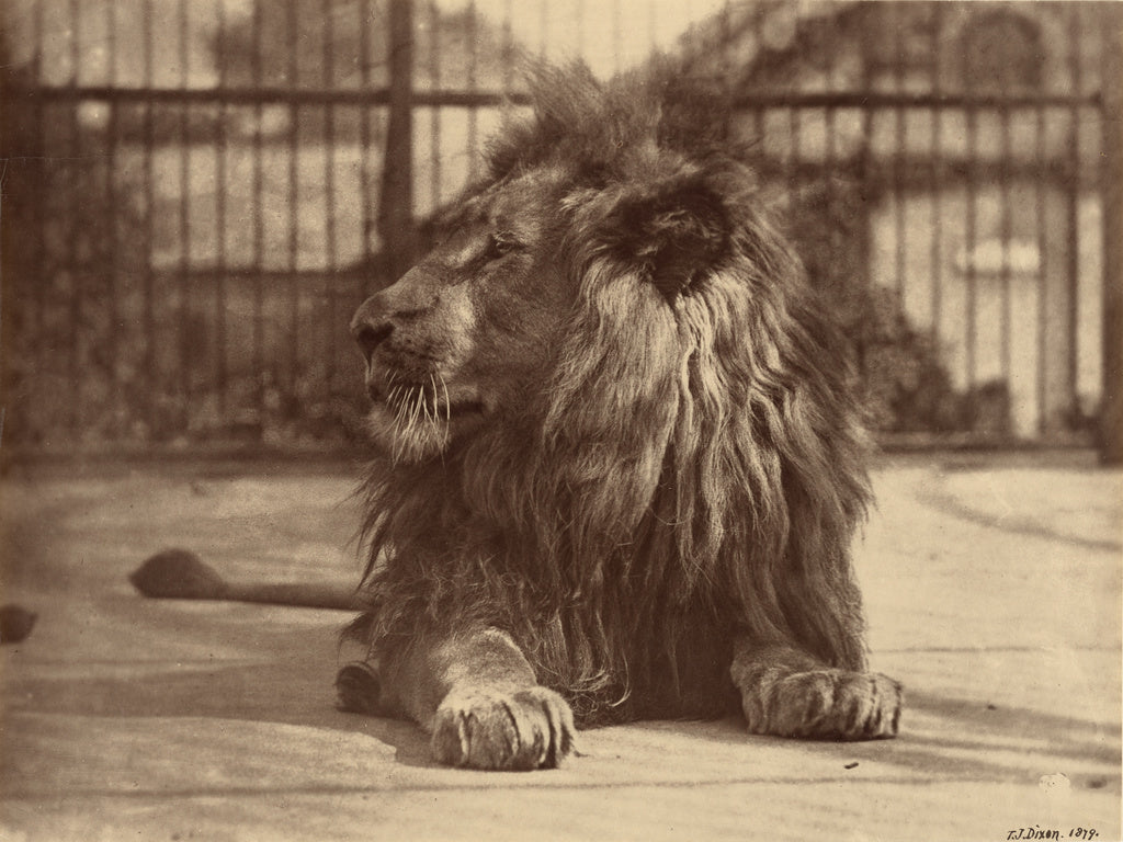 Thomas James Dixon:[Lion at Zoo], Poster Print Wall Art