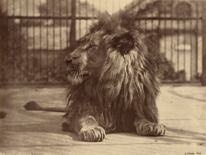 Thomas James Dixon:[Lion at Zoo],16x12