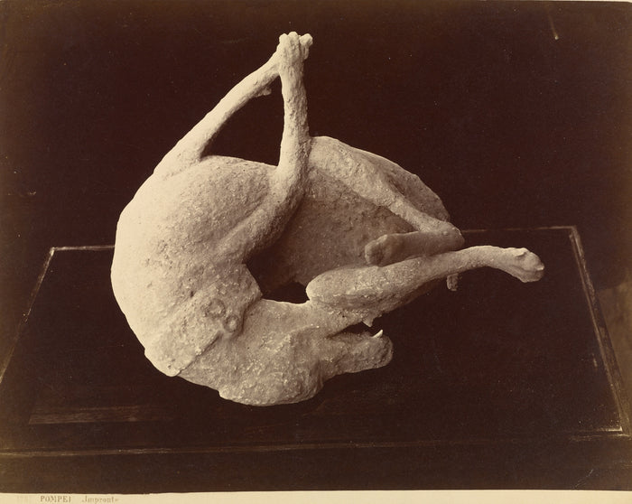 Giorgio Sommer:[Cast of a Dog Killed by the Eruption of Moun,16x12