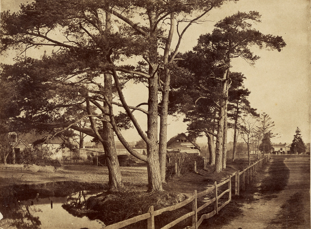 B.B. Turner:[Scotch Firs], Poster Print Wall Art