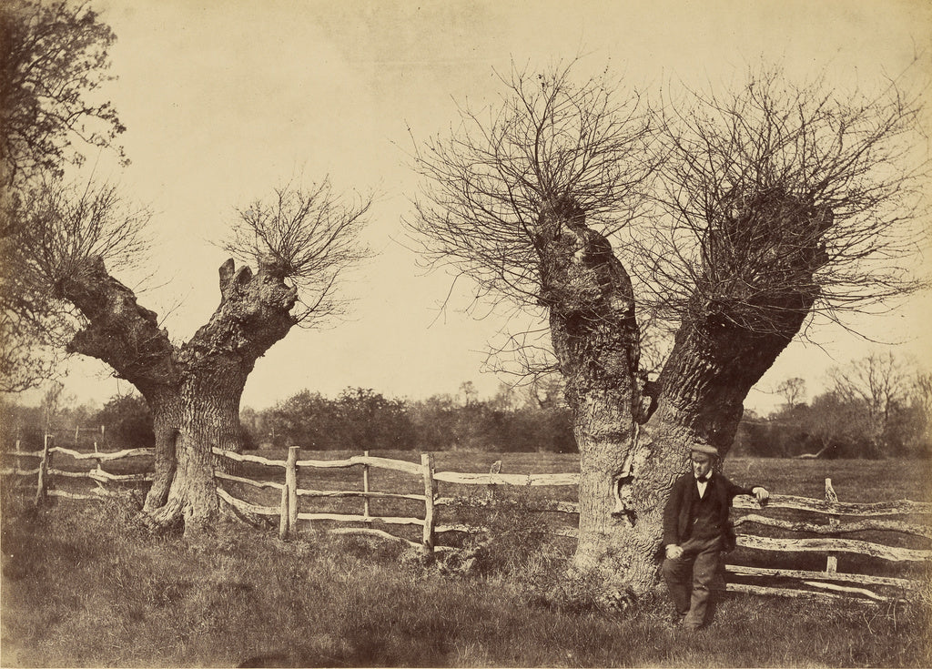 B.B. Turner:[Hedgerow Trees, Clerkenleap], Poster Print Wall Art