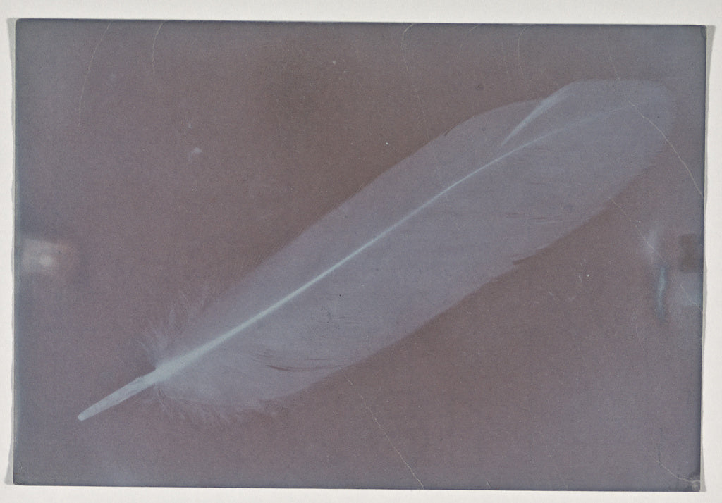 Unknown:[Feather], Poster Print Wall Art