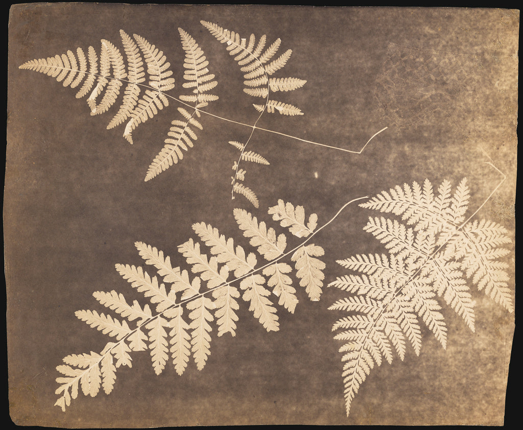 Unknown maker, British:[Fern Leaves], Poster Print Wall Art