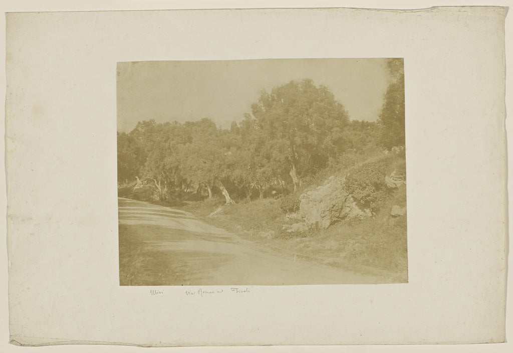 Unknown maker, Italian:[Olives on the Via Roma to Tivoli], Poster Print Wall Art