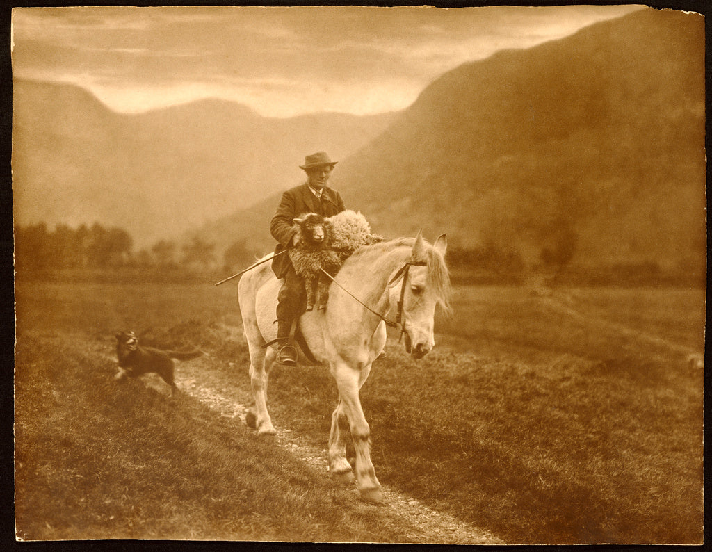 Walmsley Brothers:[Man with sheep on horseback], Poster Print Wall Art