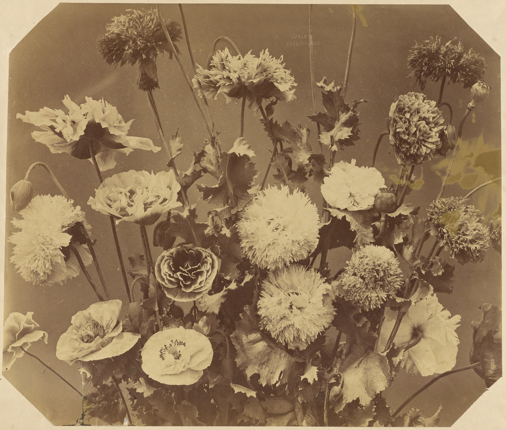 Adolphe Braun:[Flowers], Poster Print Wall Art