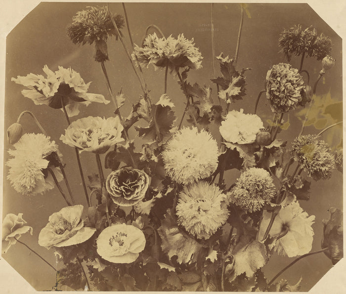 Adolphe Braun:[Flowers],16x12
