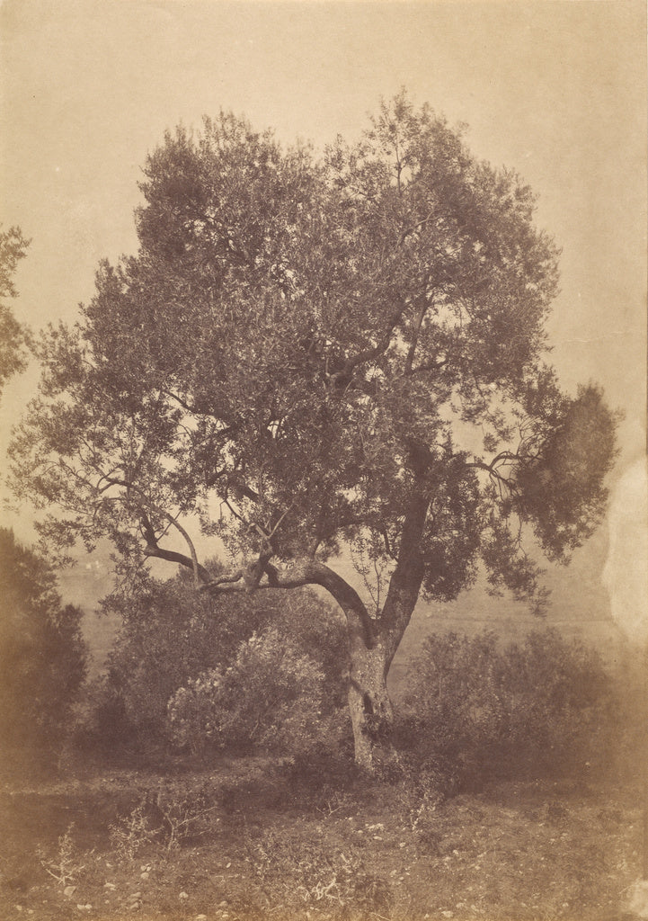 Sir Coutts Lindsay:[Oak Tree], Poster Print Wall Art