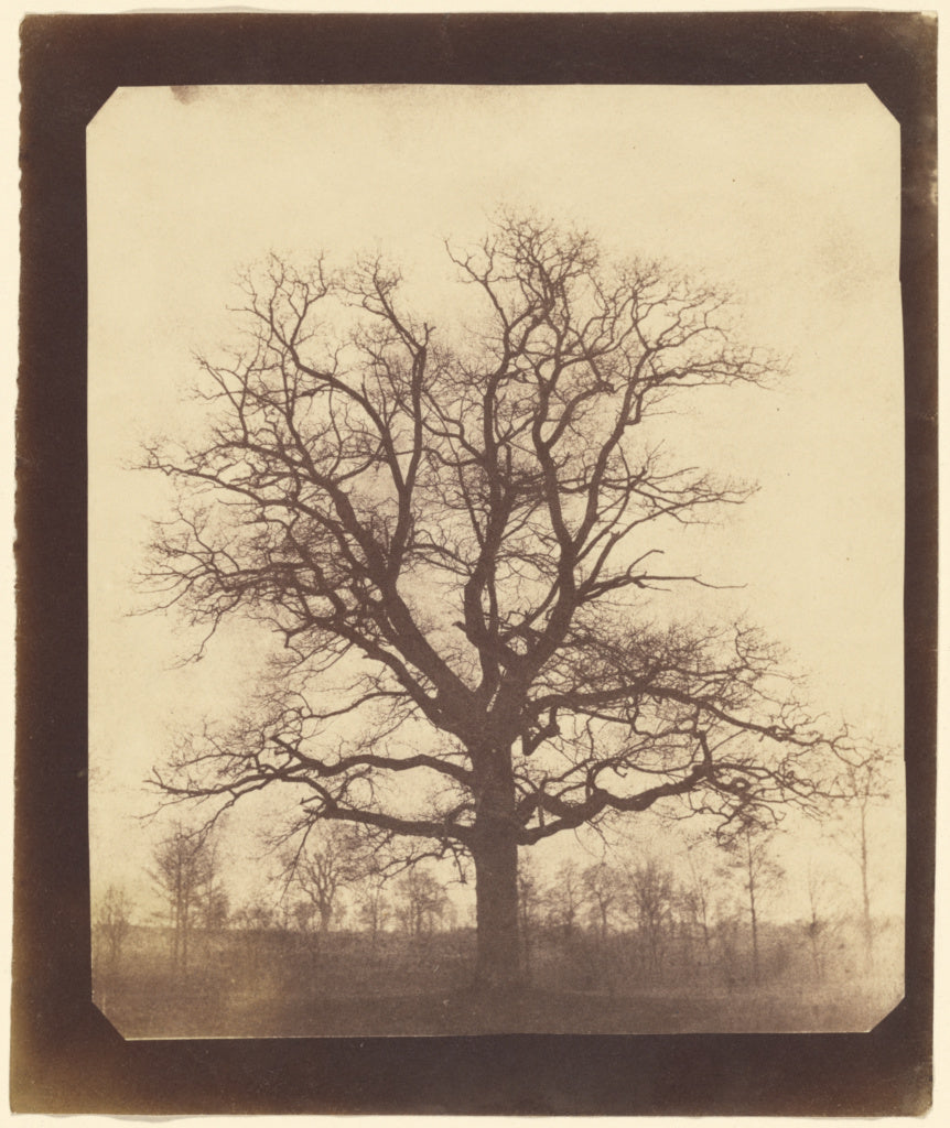 William Henry Fox Talbot:[An Oak Tree in Winter], Poster Print Wall Art