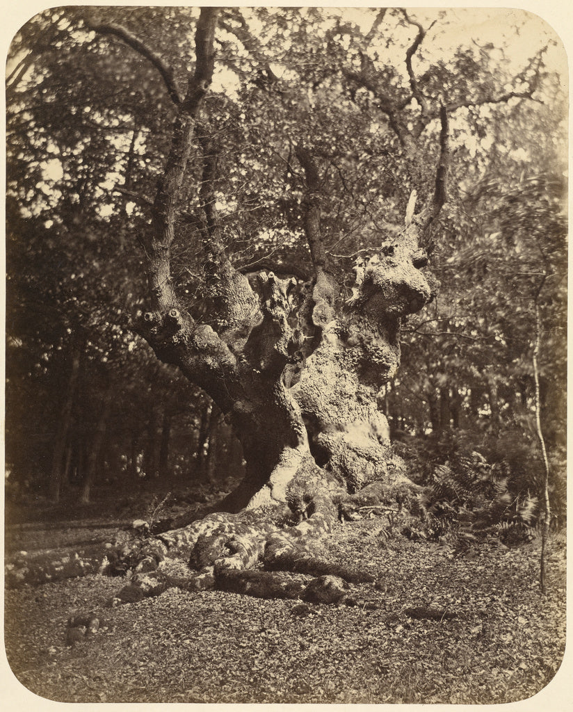 Gertrude Elizabeth Rogers:[Gnarled Tree], Poster Print Wall Art