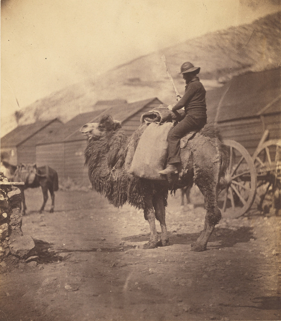 Roger Fenton:[Man Riding Camel], Poster Print Wall Art
