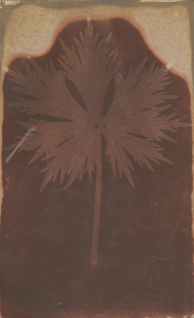 William Henry Fox Talbot:[Fronded Leaf], Poster Print Wall Art