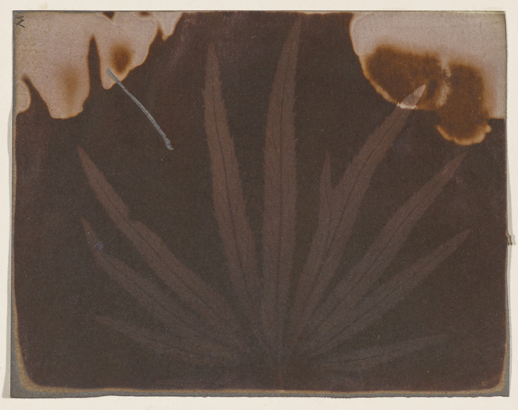 William Henry Fox Talbot:[Hornbeam Leaf], Poster Print Wall Art