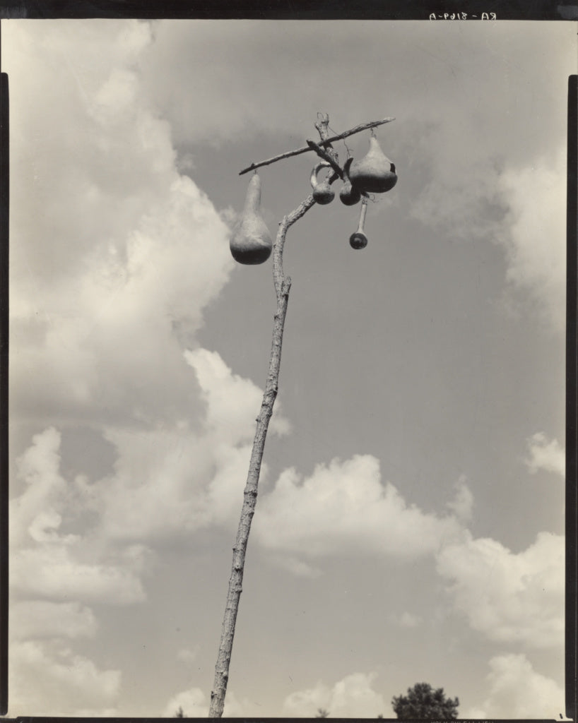 Walker Evans:A Gourd Tree for Martins, Hale Co., Alabama,16x12"(A3)Poster