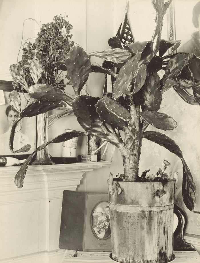 Walker Evans:The Cactus Plant/[Interior Detail of a Portugue,16x12