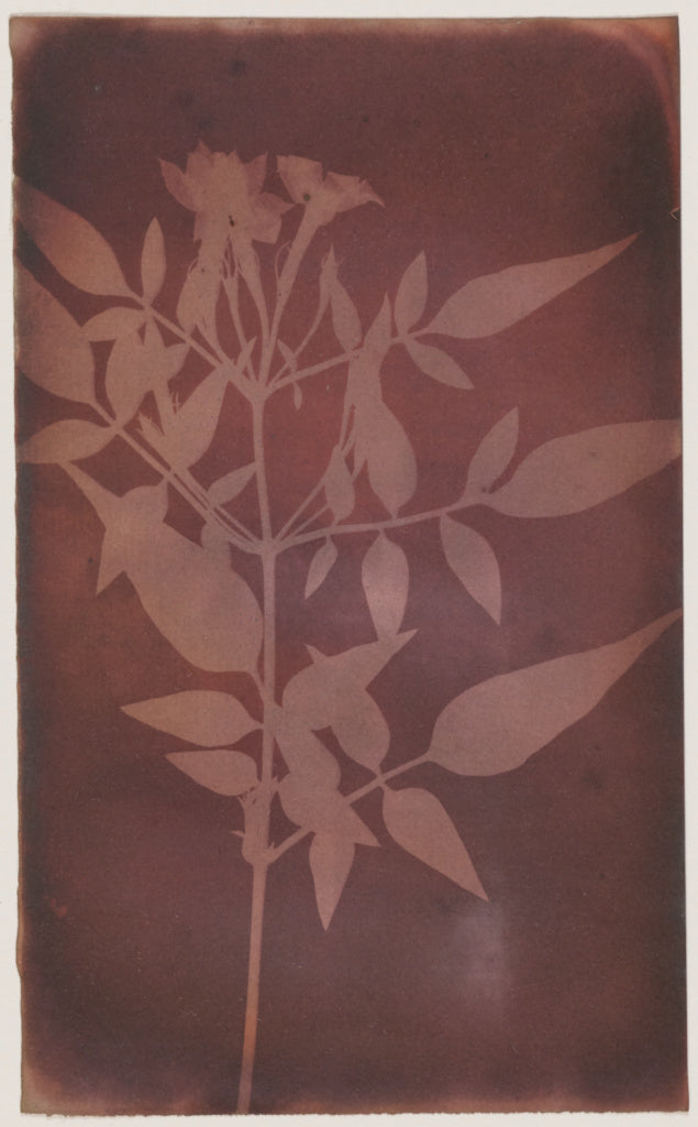 William Henry Fox Talbot:[Leaves of Jasmine],16x12
