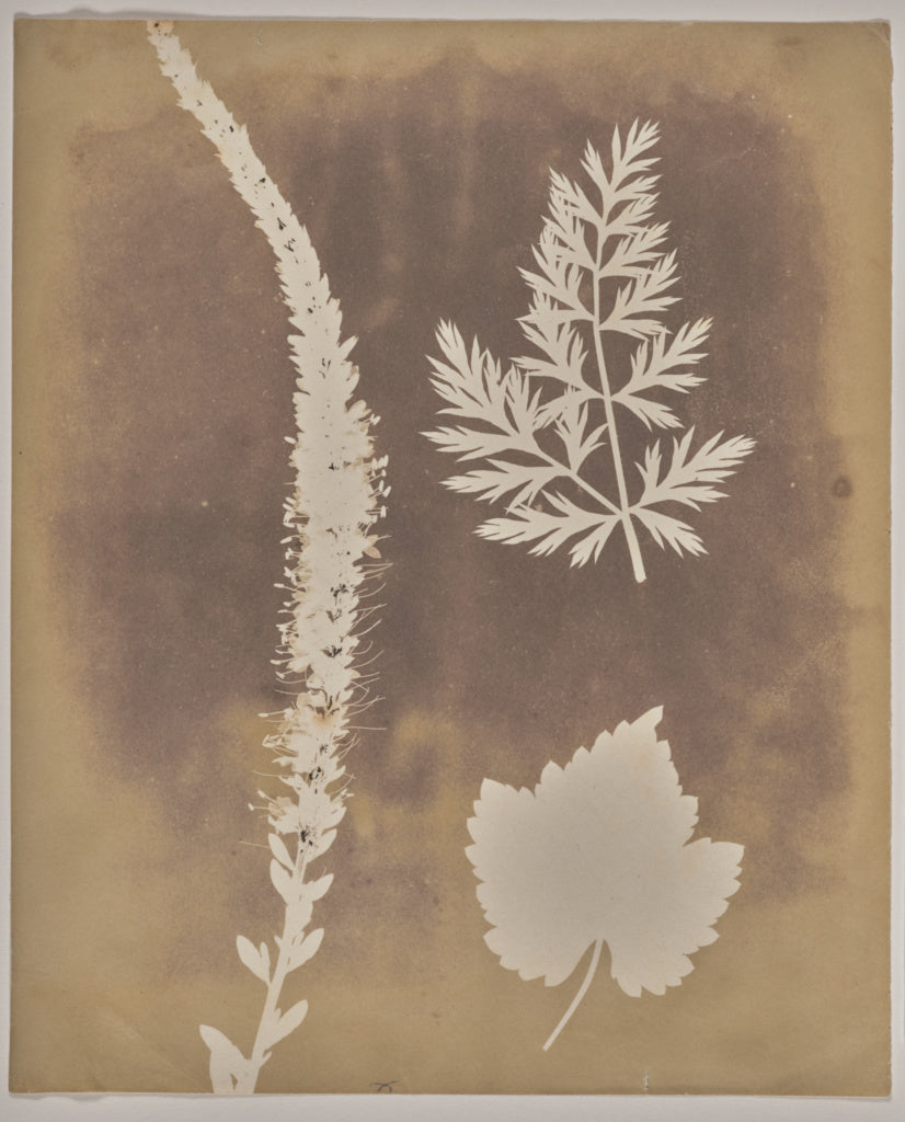 William Henry Fox Talbot:[Arrangement of Botanical Specimens, Poster Print Wall Art