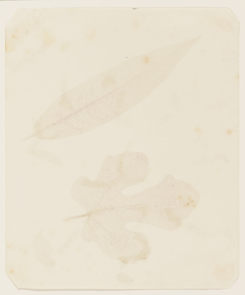 William Henry Fox Talbot:[Leaves], Poster Print Wall Art