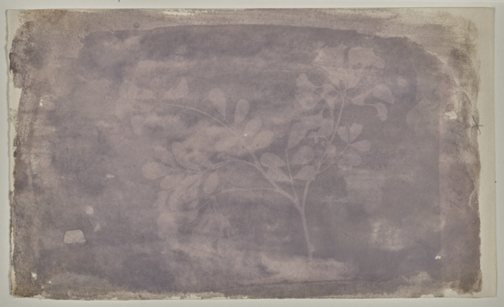William Henry Fox Talbot:[Leguminoae Papilionaceae (Pea Bean, Poster Print Wall Art