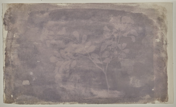 William Henry Fox Talbot:[Leguminoae Papilionaceae (Pea Bean,16x12