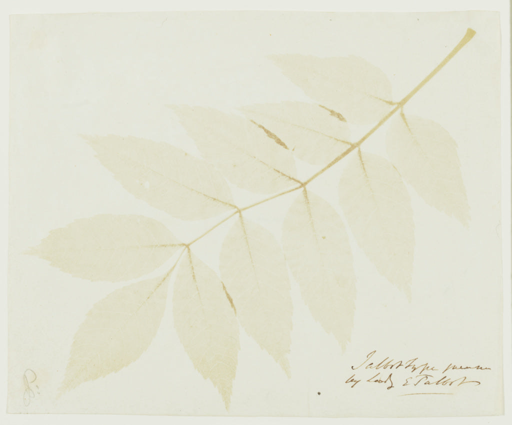 William Henry Fox Talbot:[Leaves of a Plant], Poster Print Wall Art