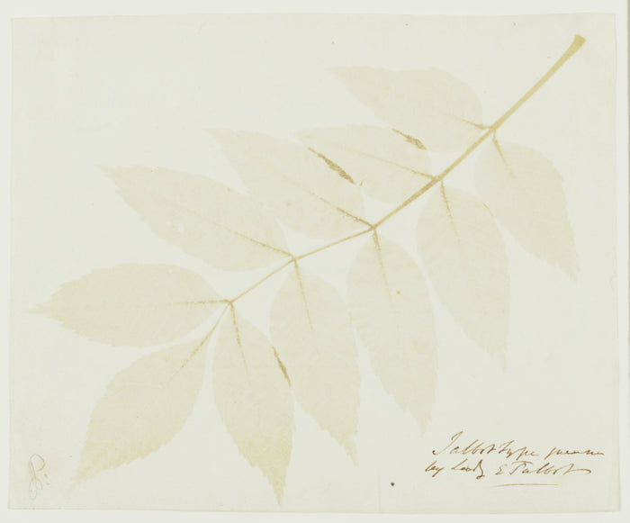 William Henry Fox Talbot:[Leaves of a Plant],16x12
