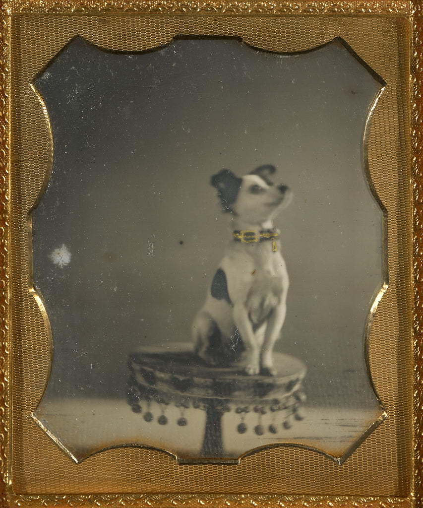 Unknown maker, American:[Dog sitting on a table], Poster Print Wall Art