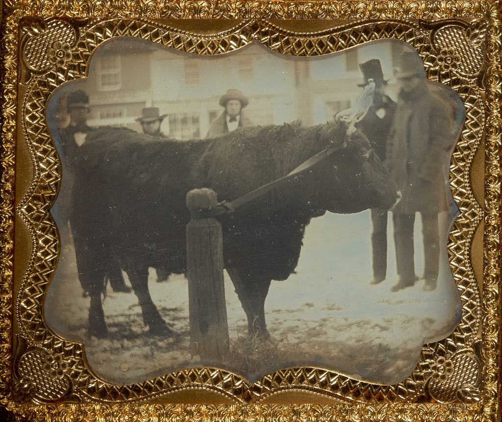 Unknown maker, American:[Four Men Posed with a Bull], Poster Print Wall Art