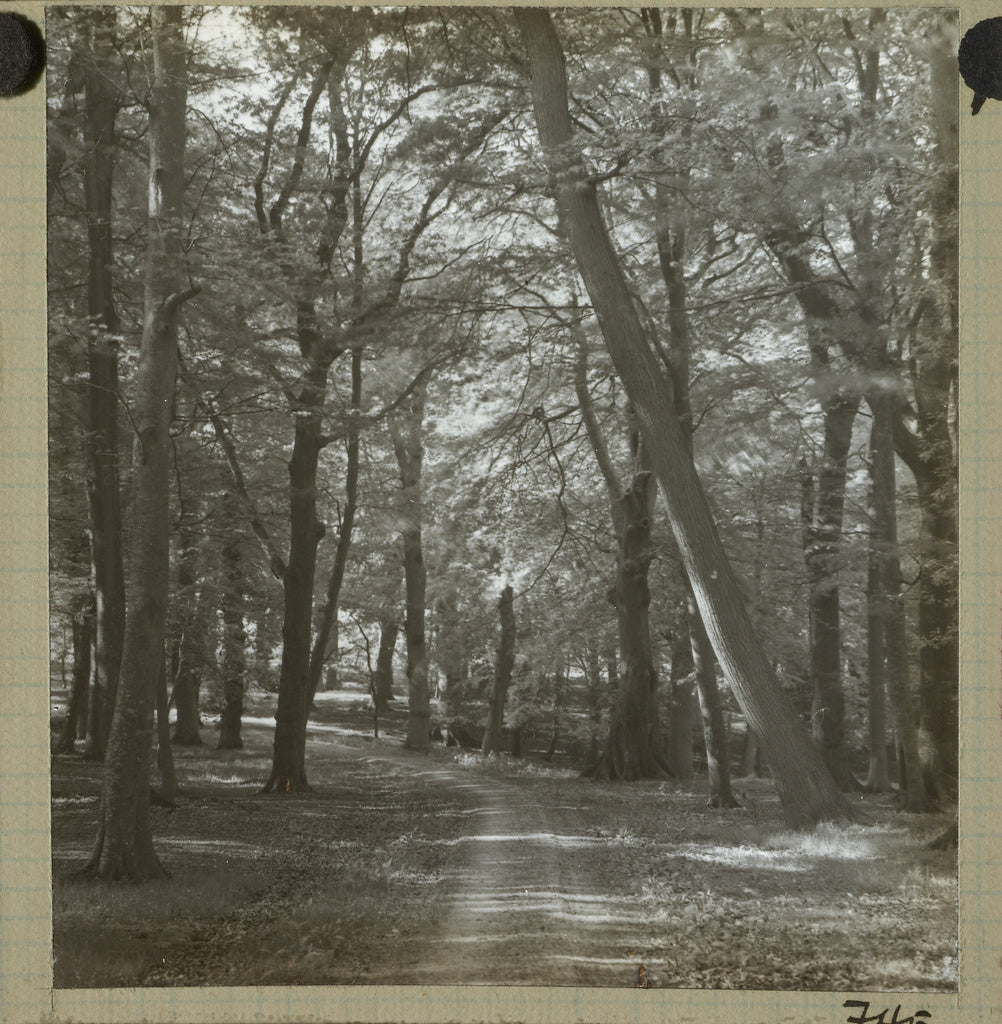 Frederick H. Evans:[Tree-lined path in park, possibly Redlan,16x12"(A3)Poster