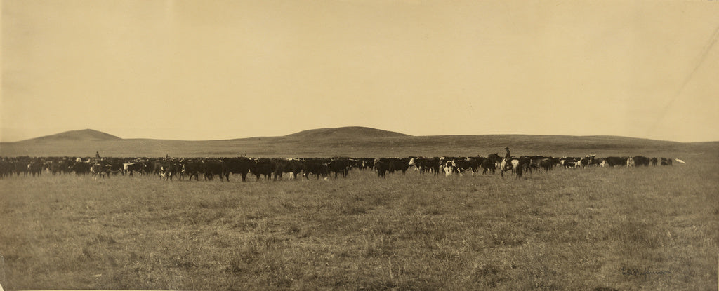 Laton Alton Huffman:[Cattle], Poster Print Wall Art